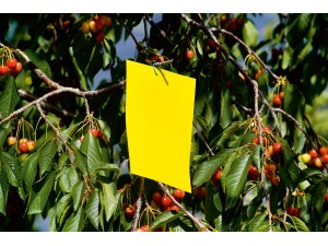 Capcana lipicioasa pentru insecte  XL