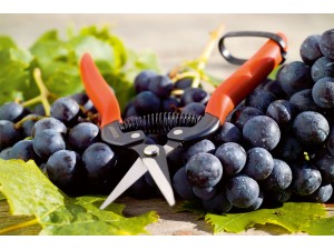 Foarfeca profesionala pentru recoltat, 19 cm