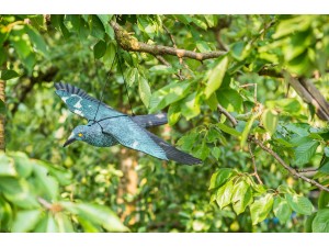 Cioara - sperietoare de pasari