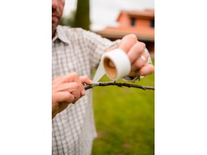 Banda pentru altoit Buddy Tape, 25 mm x 5 m, fara perforatii