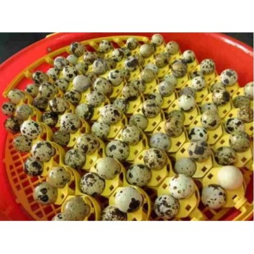 Set alveole oua prep...